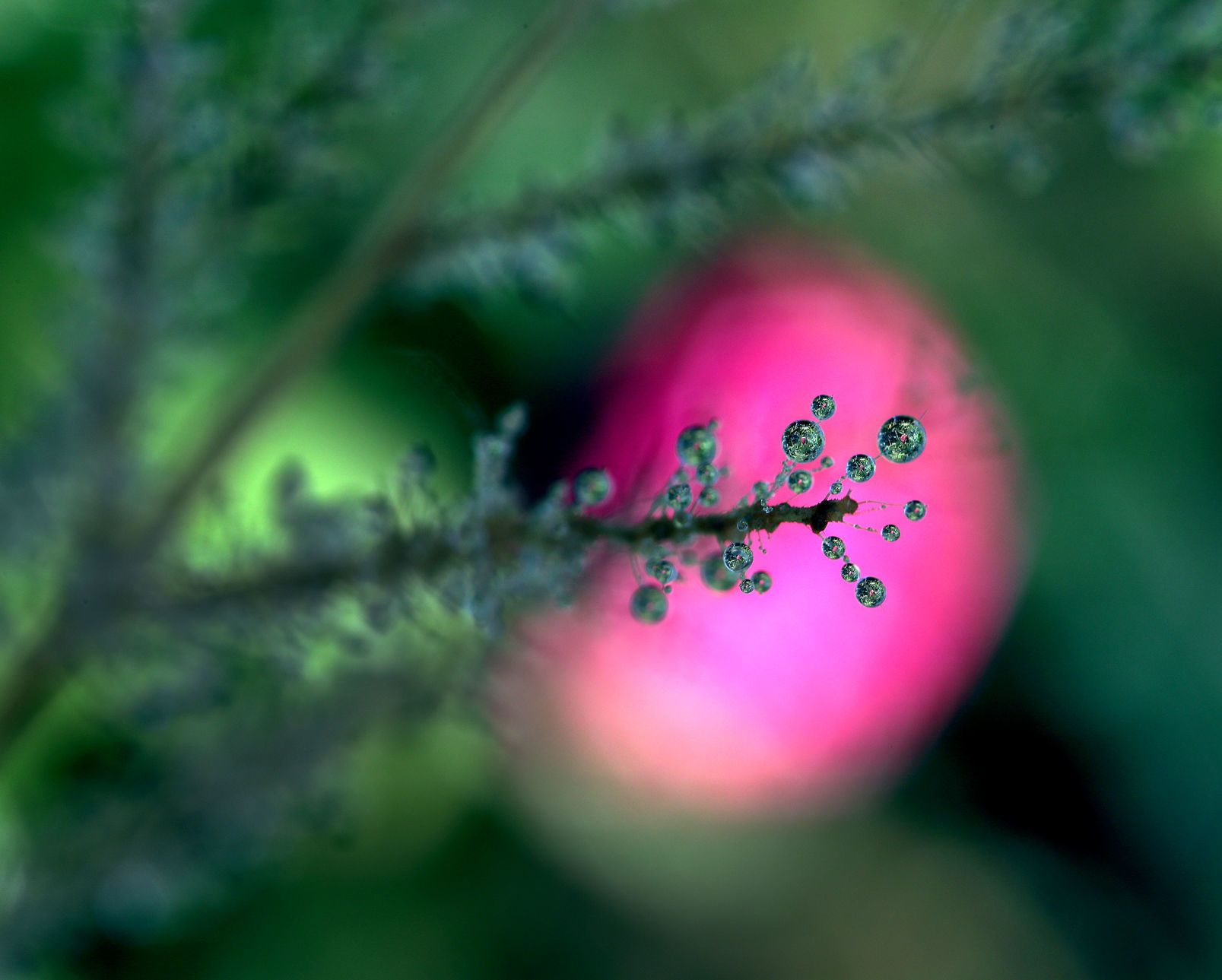 091619bp-wild-art-dewdrops